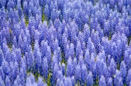 紫色風(fēng)信子的寓意，寓意永恒愛情、嫉妒、歉意等