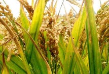 紅香優(yōu)絲苗水稻栽培技術(shù)要點，全生育期110.5天
