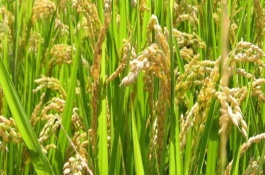 瀘優(yōu)069水稻栽培技術(shù)要點(diǎn)，播種期安排在4月下旬為宜