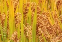 耕耘禾占水稻栽培技術(shù)要點(diǎn)，特別注意防治白葉枯病