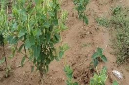 金銀花在北方可以種植嗎，適合種植在山坡灌叢或疏林中