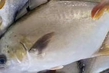 金鯧魚(yú)和鯧魚(yú)有什么區(qū)別，不是同一種魚(yú)
