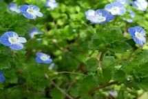 婆婆納的育苗方法，花卉市場一般都有銷售