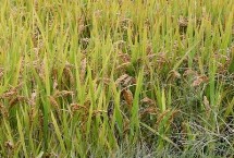 魅兩優(yōu)1206水稻栽培技術(shù)要點(diǎn)，屬中熟秈型中稻品種