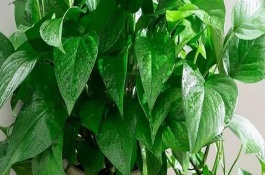 綠蘿能否放在臥室中，寓意堅(jiān)韌和善良