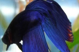 馬尾斗魚(yú)的繁殖方法，公魚(yú)的魚(yú)鰭較大且長(zhǎng)、母魚(yú)的魚(yú)鰭較短小