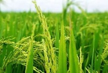 天隆粳5號水稻栽培技術(shù)要點，常規(guī)粳稻品種