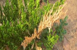 龍柏葉枯病的癥狀，主要危害當(dāng)年麟葉及綠色嫩枝