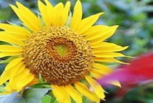 太陽(yáng)花何時(shí)采收，是互贈(zèng)好友的花卉