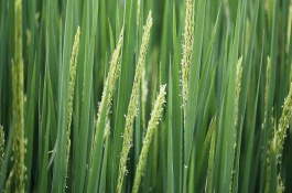 富田2100水稻栽培技術(shù)要點(diǎn)，每畝有效穗數(shù)19.7萬穗