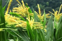 中科玉505R玉米栽培技術(shù)要點，播種密度4500株/畝