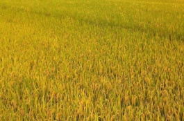 荃優(yōu)0861水稻栽培技術(shù)要點(diǎn)，苗期重點(diǎn)防治稻飛虱