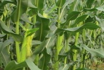 譽(yù)成18玉米栽培技術(shù)要點，確定最佳的播種期