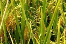 吉農(nóng)大593水稻栽培技術(shù)要點，中早熟品種