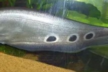 七星刀魚和什么魚混養(yǎng)，寓意著腳踏七星