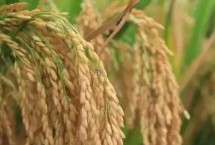 泗稻301水稻栽培技術(shù)要點，當每畝莖蘗苗達夠穗苗時