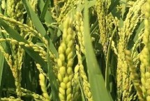 淮兩優(yōu)42水稻栽培技術(shù)要點(diǎn)，畝播種量12-15千克