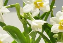 洋水仙的生長環(huán)境，上盆后要轉(zhuǎn)移至半蔭處