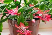 蟹爪蘭開花期間的養(yǎng)護，適應能力特別強