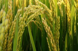簡兩優(yōu)534水稻栽培技術(shù)要點(diǎn)，全生育期152.0天