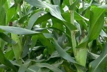 榮春玉99號玉米栽培技術要點，春播平均全生育期116.1天