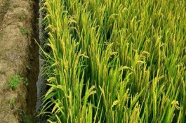 黃絲占水稻栽培技術要點，早造平均全生育期129天