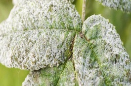 植物的葉片上有白色絨毛怎么辦，可能是發(fā)生了霜霉病、白粉病、介殼蟲等病蟲害