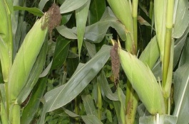 華科3A2000玉米栽培技術(shù)要點(diǎn)，中抗莖腐病