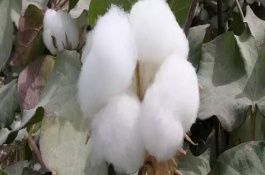 省工棉2號棉花栽培技術(shù)要點，及時搞好病蟲害的綜合防治