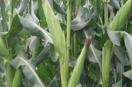 富單7號(hào)玉米栽培技術(shù)要點(diǎn)，普通玉米品種