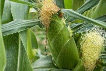 新中玉239玉米栽培技術(shù)要點，中抗大斑病