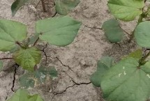 棉花僵苗有哪些癥狀，移栽時溫差過大或施肥不當都會導致