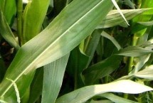 脆甜168玉米栽培技術(shù)要點，高抗瘤黑粉病