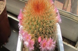 仙人球開(kāi)花后怎么辦，就可以開(kāi)花