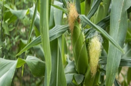 金穗7號玉米栽培技術(shù)要點，中抗大斑病