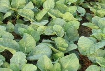 芥蘭的形態(tài)特征，按顏色可分為白花芥蘭、黃花芥蘭