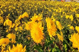 花卉怎么換盆，可以種菊花、桂花、蝴蝶蘭等