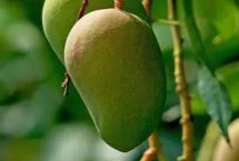 芒果的產(chǎn)地，原產(chǎn)于印度