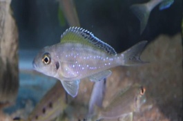 七彩珍珠魚怎么養(yǎng)，飼養(yǎng)難度不大