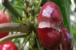 櫻桃裂果的原因及防治方法，可能是水分過多或溫差過大等