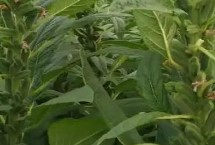 芝麻缺素的補(bǔ)救方式，缺鋅會(huì)導(dǎo)致植株矮小