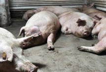 養(yǎng)豬場滅蚊子最有效的方法，可加深排水溝、加高豬舍門檻