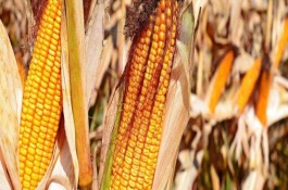 YF1235玉米栽培技術(shù)要點，高抗南方銹病病級1級