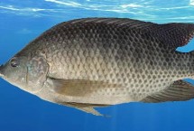 羅非魚(yú)能不能釣，別稱福壽魚(yú)、吳郭魚(yú)