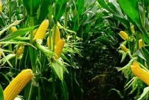 景琪4009玉米栽培技術要點，出苗至成熟116天左右