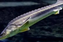 鱘魚離開水能活多久，應(yīng)視情況而定