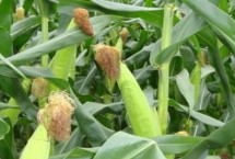 拓玉158玉米栽培技術(shù)要點，中抗穗腐病