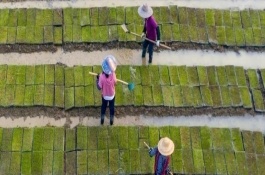 春分適合種什么農(nóng)作物，在春季播種時要施足底肥