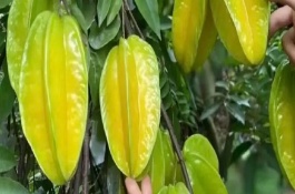 楊桃的生長(zhǎng)環(huán)境，要挑選長(zhǎng)勢(shì)良好、無病蟲害的樹苗
