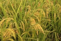 秝兩優(yōu)5816水稻栽培技術(shù)要點，每畝有效穗數(shù)15.7萬